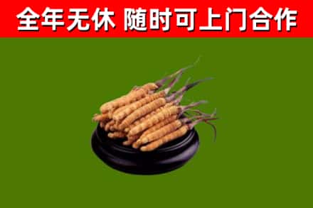 汕头回收散虫草